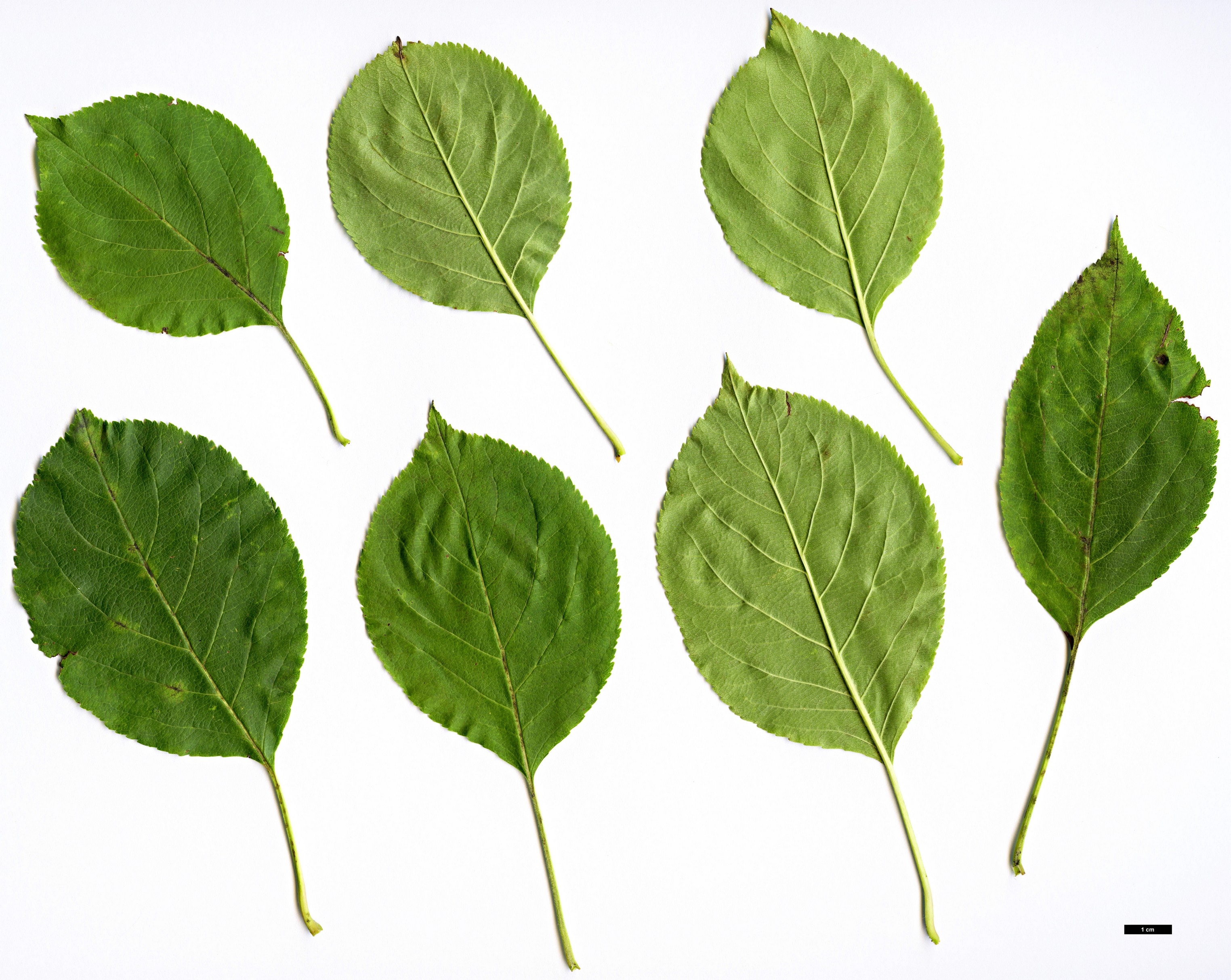 High resolution image: Family: Rosaceae - Genus: Malus - Taxon: prunifolia - SpeciesSub: var. rinkii